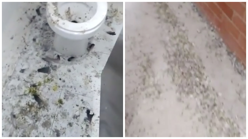 Por excrementos de palomas, es imposible dar clases en el tercer piso de un colegio en Ibagué Por excrementos de palomas, es imposible dar clases en el tercer piso de un colegio en Ibagué