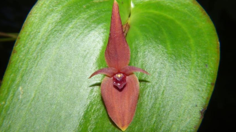 Por casualidad, descubren una nueva especie de orquídea en el norte del Tolima