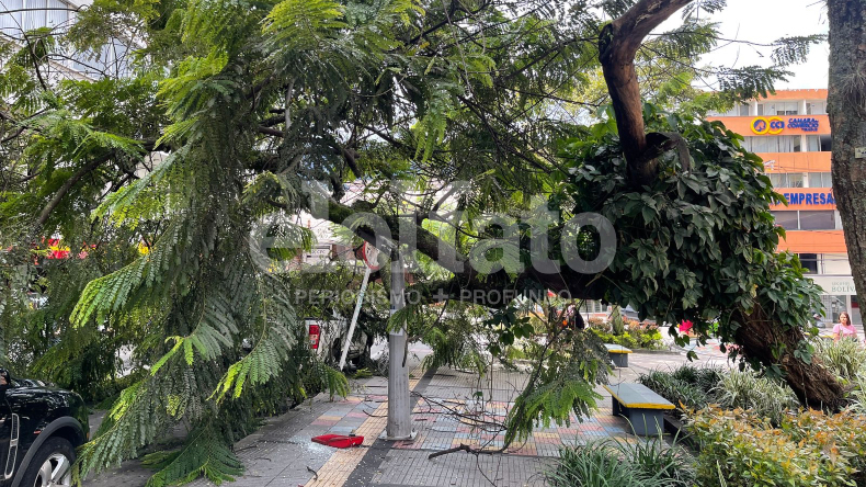 Emergencia en Ibagué: árbol del Parque Murillo Toro se desplomó Emergencia en Ibagué: árbol del Parque Murillo Toro se desplomó