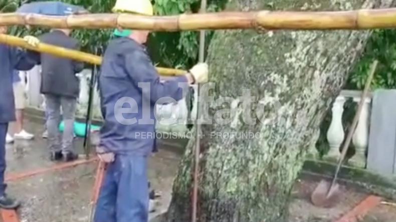 Aparece video de operarios interviniendo el gigante árbol que acabó con la vida de Felipe Góngora en el Centenario Aparece video de operarios interviniendo el gigante árbol que acabó con la vida de Felipe Góngora en el Centenario