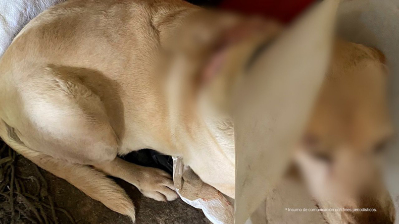 Imputan a funcionario de la Alcaldía de Cajamarca por maltrato animal agravado Imputan a funcionario de la Alcaldía de Cajamarca por maltrato animal agravado