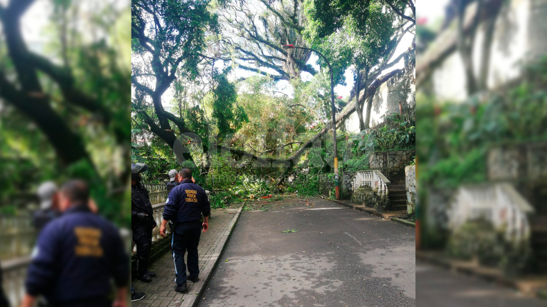 Continúan las emergencias en Ibagué: árbol cayó sobre un grupo de personas en el Parque Centenario Continúan las emergencias en Ibagué: árbol cayó sobre un grupo de personas en el Parque Centenario
