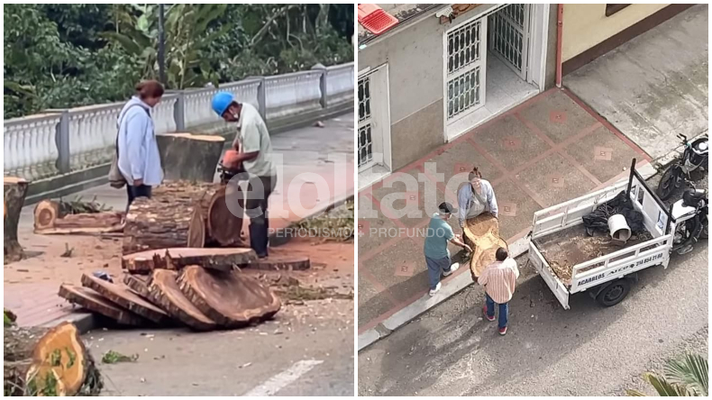 El misterio que rodea el destino final de la madera de los árboles talados en el Centenario El misterio que rodea el destino final de la madera de los árboles talados en el Centenario