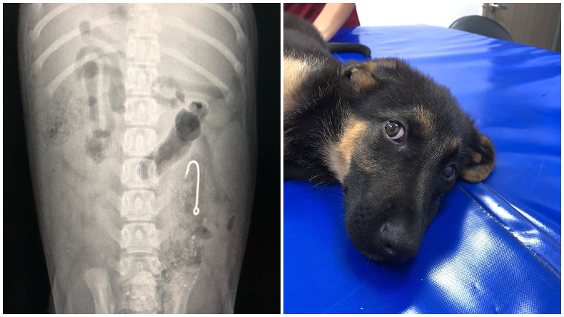 Angustiante historia de cachorro que ingirió un anzuelo de pesca en Ibagué acabó con final feliz Angustiante historia de cachorro que ingirió un anzuelo de pesca en Ibagué acabó con final feliz