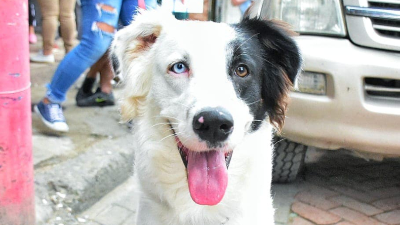 ¿Tiene mascotas? Así puede vacunarlas gratis en Ibagué