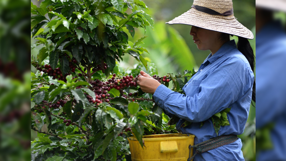 En el Tolima se construirá la primera Escuela Regional de Café de Colombia