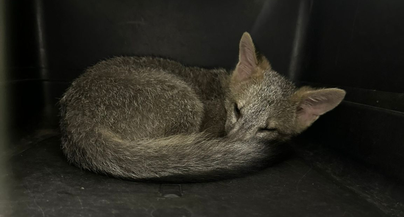 Un zorro fue criado como mascota por una familia en zona rural de Ibagué Un zorro fue criado como mascota por una familia en zona rural de Ibagué