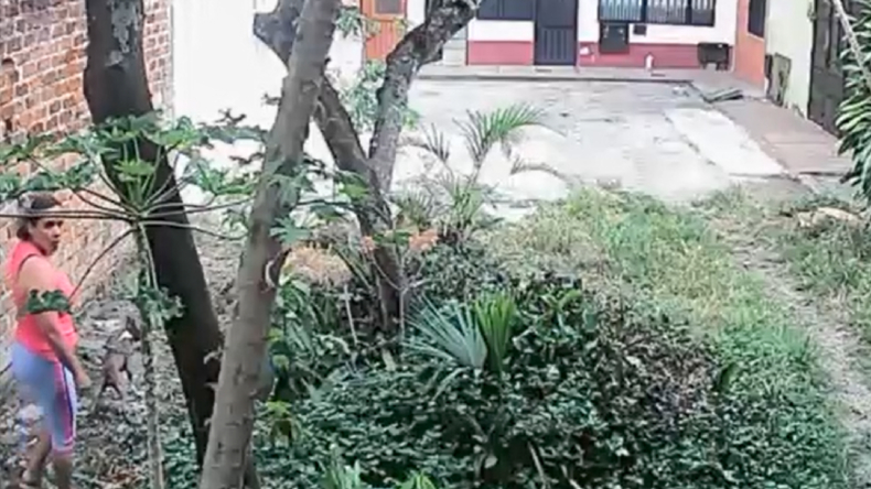Acusan a una mujer de arrancar plantas en un sector de Ibagué Acusan a una mujer de arrancar plantas en un sector de Ibagué