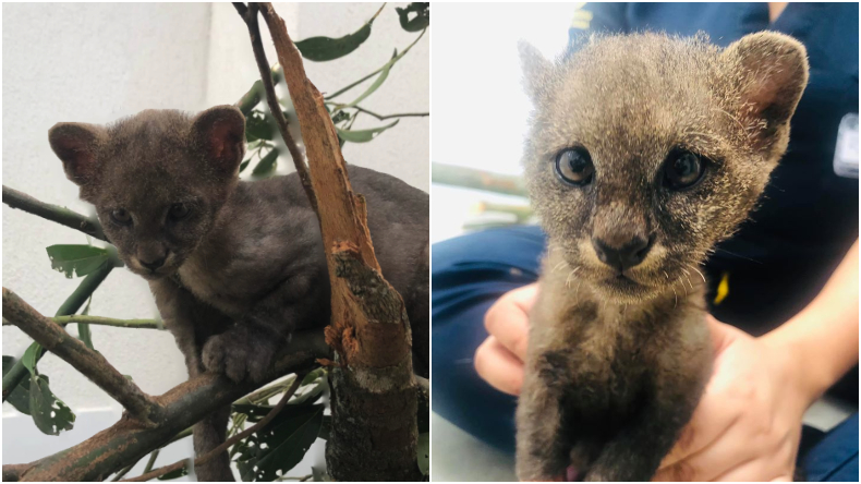 Cría de puma rescatada en Alvarado se recuperó satisfactoriamente en el Hospital Veterinario de la UT Cría de puma rescatada en Alvarado se recuperó satisfactoriamente en el Hospital Veterinario de la UT