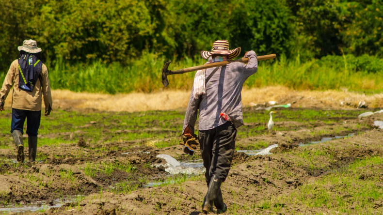 Está abierta convocatoria para apoyar a pequeños productores con la compra de insumos Está abierta convocatoria para apoyar a pequeños productores con la compra de insumos