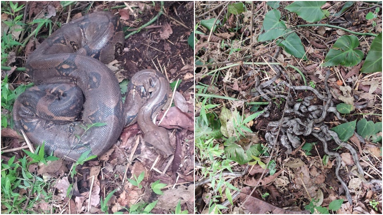 Boa constrictor y sus 18 crías fueron reubicadas en el municipio de Villarica