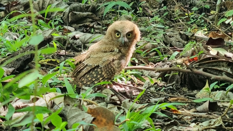 Diez animales de fauna silvestre fueron devueltos a su hábitat natural en el Tolima Diez animales de fauna silvestre fueron devueltos a su hábitat natural en el Tolima