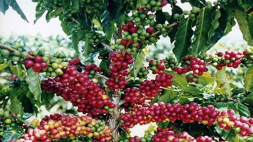 Aprobaron $45.000 millones para renovación de cafetales en 2018 Aprobaron $45.000 millones para renovación de cafetales en 2018