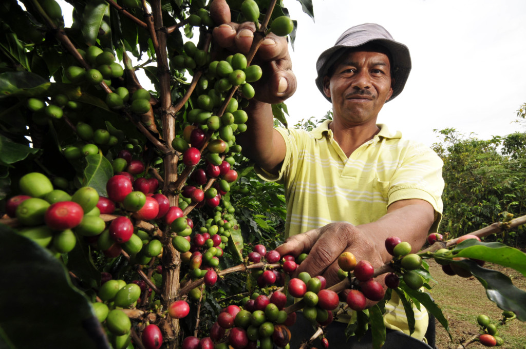 Ministra de agricultura propone hacer una Reforma Agraria solo para el sector cafetero