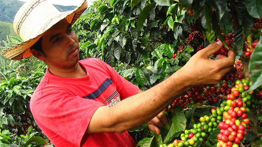Ocho marcas del Tolima estarán en el Cafés de Colombia Expo 2019 Ocho marcas del Tolima estarán en el Cafés de Colombia Expo 2019
