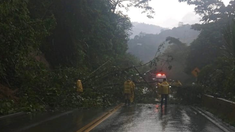 Paso a un carril en la vía Cajamarca – Ibagué por caída de un árbol Paso a un carril en la vía Cajamarca – Ibagué por caída de un árbol