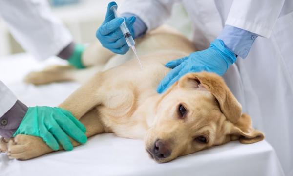 El cannabidiol podría ayudar en el tratamiento de enfermedades renales en mascotas El cannabidiol podría ayudar en el tratamiento de enfermedades renales en mascotas