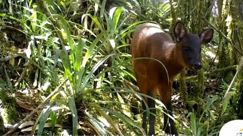 Arrancó novedoso programa de conservación de la fauna con cámaras trampa