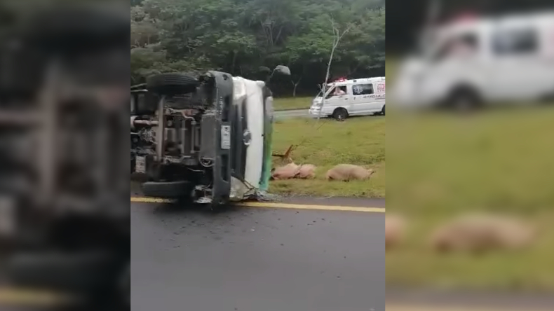Camión de estacas que transportaba cerdos se volcó sobre la vía Ibagué – Gualanday Camión de estacas que transportaba cerdos se volcó sobre la vía Ibagué – Gualanday