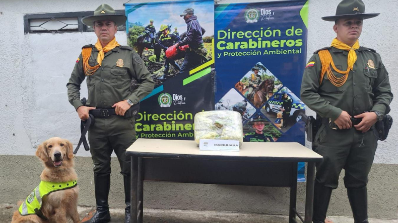 Canino halló 2.800 gramos de marihuana en un paquete de encomienda en Ibagué Canino halló 2.800 gramos de marihuana en un paquete de encomienda en Ibagué