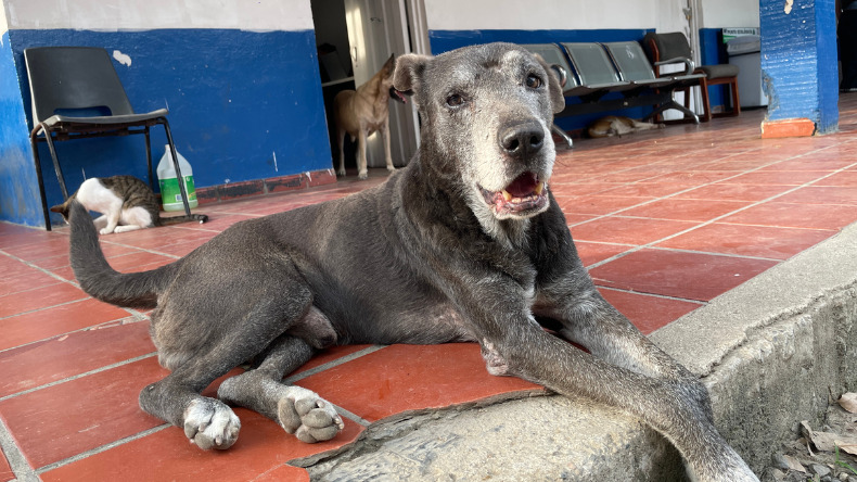 La historia del perro de la Plaza de la 28 que busca un hogar