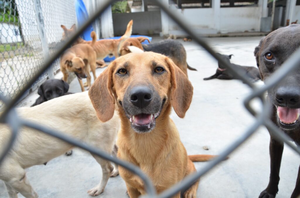 Este sábado habrá jornada de adopción del CAPA en Ibagué Este sábado habrá jornada de adopción del CAPA en Ibagué