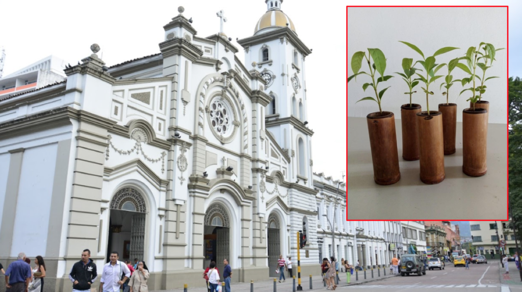Más de 2.000 ocobos y otras plantas serán entregadas durante el Domingo de Ramos en Ibagué Más de 2.000 ocobos y otras plantas serán entregadas durante el Domingo de Ramos en Ibagué