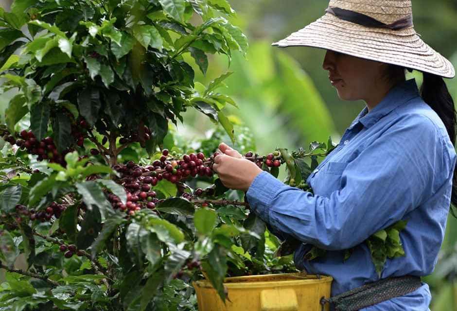 Familias campesinas del Tolima ha sido beneficiadas con inversiones superiores a los $20.000 millones