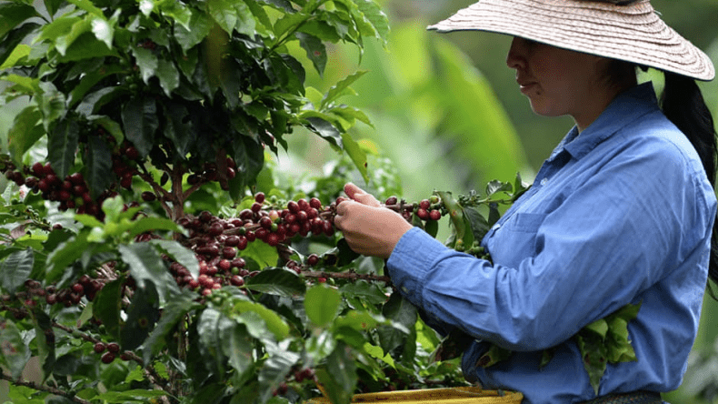 Mujeres campesinas del Tolima no tienen acceso a proyectos financiados por regalías Mujeres campesinas del Tolima no tienen acceso a proyectos financiados por regalías