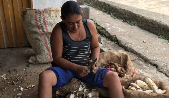 Hojas de yuca, tan nutritivas como la soya