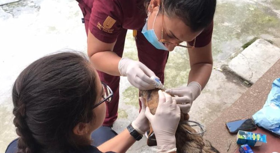 ¿Su mascota necesita atención médica y usted no puede acudir al veterinario? Conozca con qué otras opciones cuenta ¿Su mascota necesita atención médica y usted no puede acudir al veterinario? Conozca con qué otras opciones cuenta