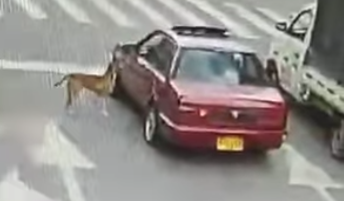 Hombre abandonó a un perro en plena carrera Quinta de Ibagué, denuncian ciudadanos Hombre abandonó a un perro en plena carrera Quinta de Ibagué, denuncian ciudadanos