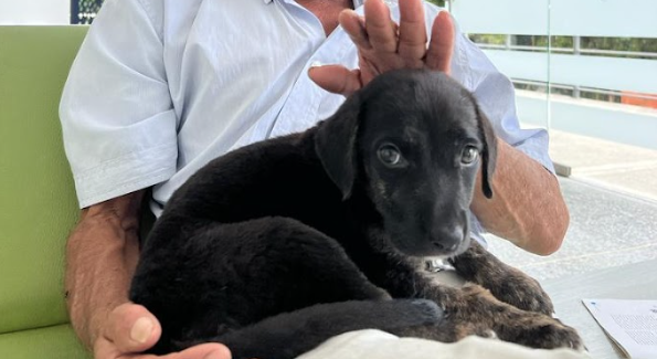 Hospital Veterinario de la UT le da una ‘manito’ a los animales en  condición de calle o vulnerabilidad