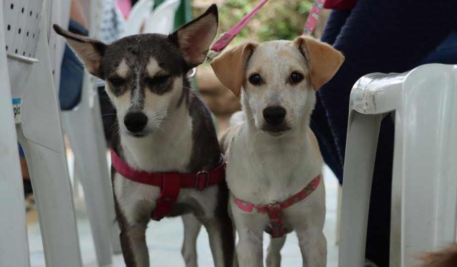 Ya son 825 perros y gatos esterilizados en el Tolima Ya son 825 perros y gatos esterilizados en el Tolima
