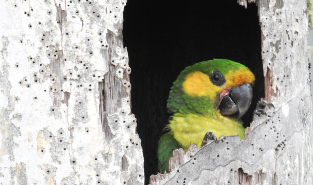 Parque Natural Regional Loros Andinos en Roncesvalles será declarada como área protegida