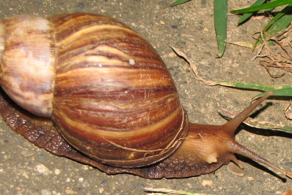 Universidad Nacional de Colombia da las siguientes pautas para controlar al caracol africano Universidad Nacional de Colombia da las siguientes pautas para controlar al caracol africano