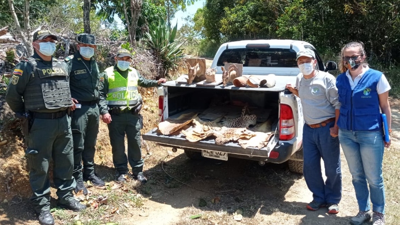 Incautan partes de cinco especies de fauna silvestre en Falan Incautan partes de cinco especies de fauna silvestre en Falan