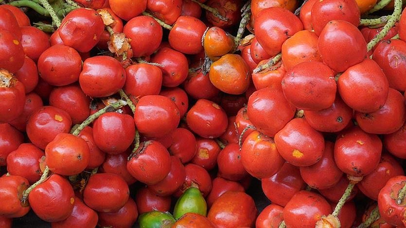 Yogur preparado con cáscaras de chontaduro podría prevenir enfermedades del corazón Yogur preparado con cáscaras de chontaduro podría prevenir enfermedades del corazón