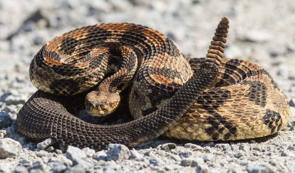 Proteína del veneno de serpiente cascabel eliminaría células de cáncer de pulmón