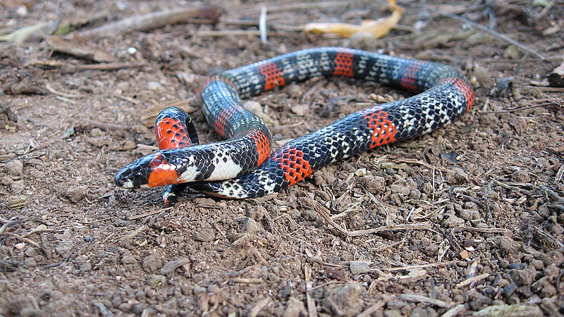 Serpientes buscan refugio en escombros y lugares cálidos Serpientes buscan refugio en escombros y lugares cálidos