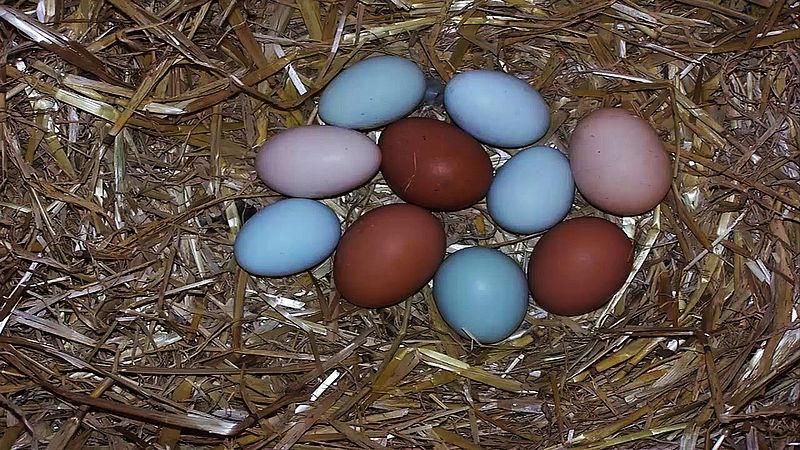 Estudio revela que los huevos de gallinas criollas podrían ser una buena fuente de omega 3 Estudio revela que los huevos de gallinas criollas podrían ser una buena fuente de omega 3
