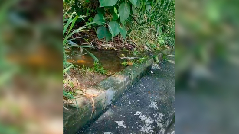 Denuncian desperdicio de agua en La Samaria Denuncian desperdicio de agua en La Samaria