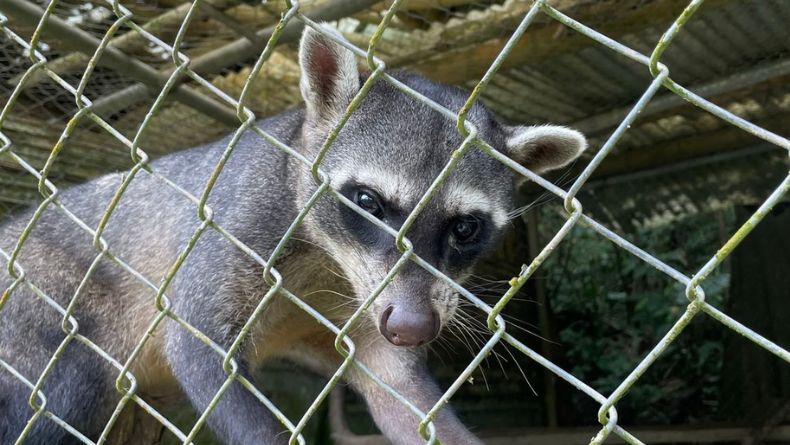 Cortolima advierte venta ilegal de fauna silvestre durante las fiestas de mitad de año Cortolima advierte venta ilegal de fauna silvestre durante las fiestas de mitad de año