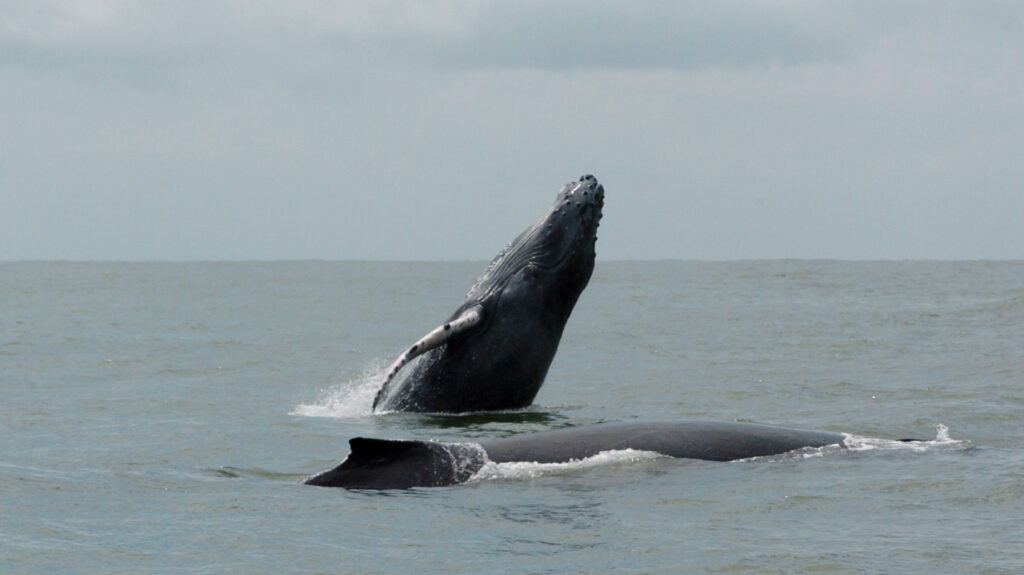 Con los planes turísticos de Comfenalco Tolima podrá ir a ver ballenas en el pacífico colombiano