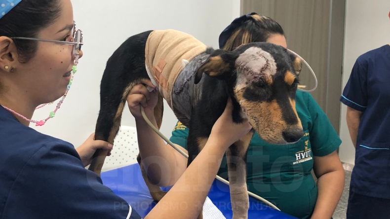 El perro Toby se recupera de las heridas que le causó un hombre con un machete El perro Toby se recupera de las heridas que le causó un hombre con un machete
