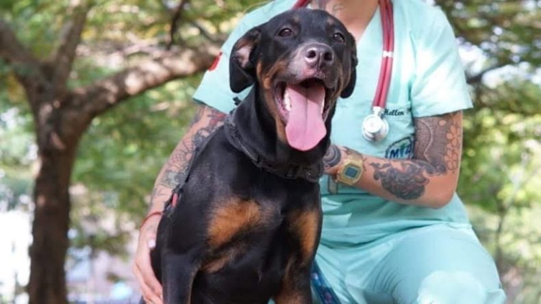 Un hombre le quitó la vida a una mascota con una pala en Ibagué Un hombre le quitó la vida a una mascota con una pala en Ibagué