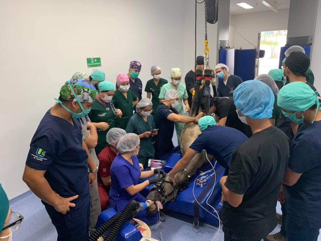Hospital Veterinario de la UT trae por primera vez al departamento un quirófano para la atención de equinos Hospital Veterinario de la UT trae por primera vez al departamento un quirófano para la atención de equinos