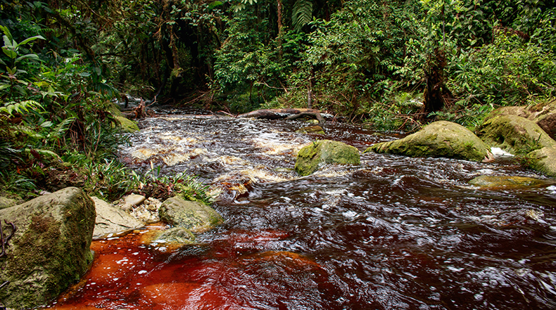 Petrobras desistió de exploración en bosque Galilea Petrobras desistió de exploración en bosque Galilea