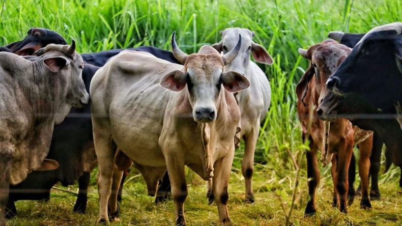 Con grupos de WhastApp finqueros ahuyentan a ladrones de ganado Con grupos de WhastApp finqueros ahuyentan a ladrones de ganado