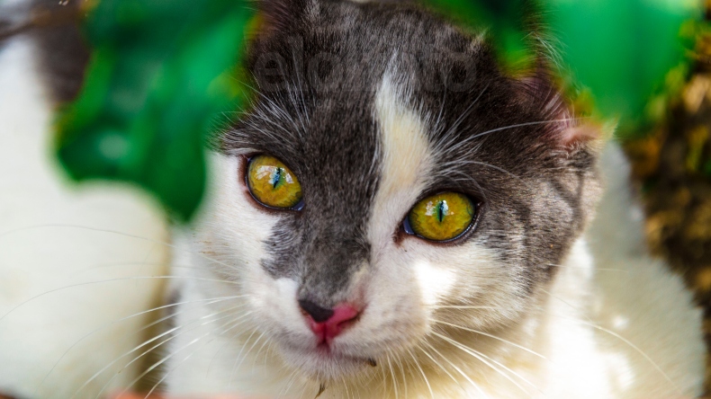 Perros y gatos podrán ser vacunados gratuitamente esta semana en Ibagué Perros y gatos podrán ser vacunados gratuitamente esta semana en Ibagué